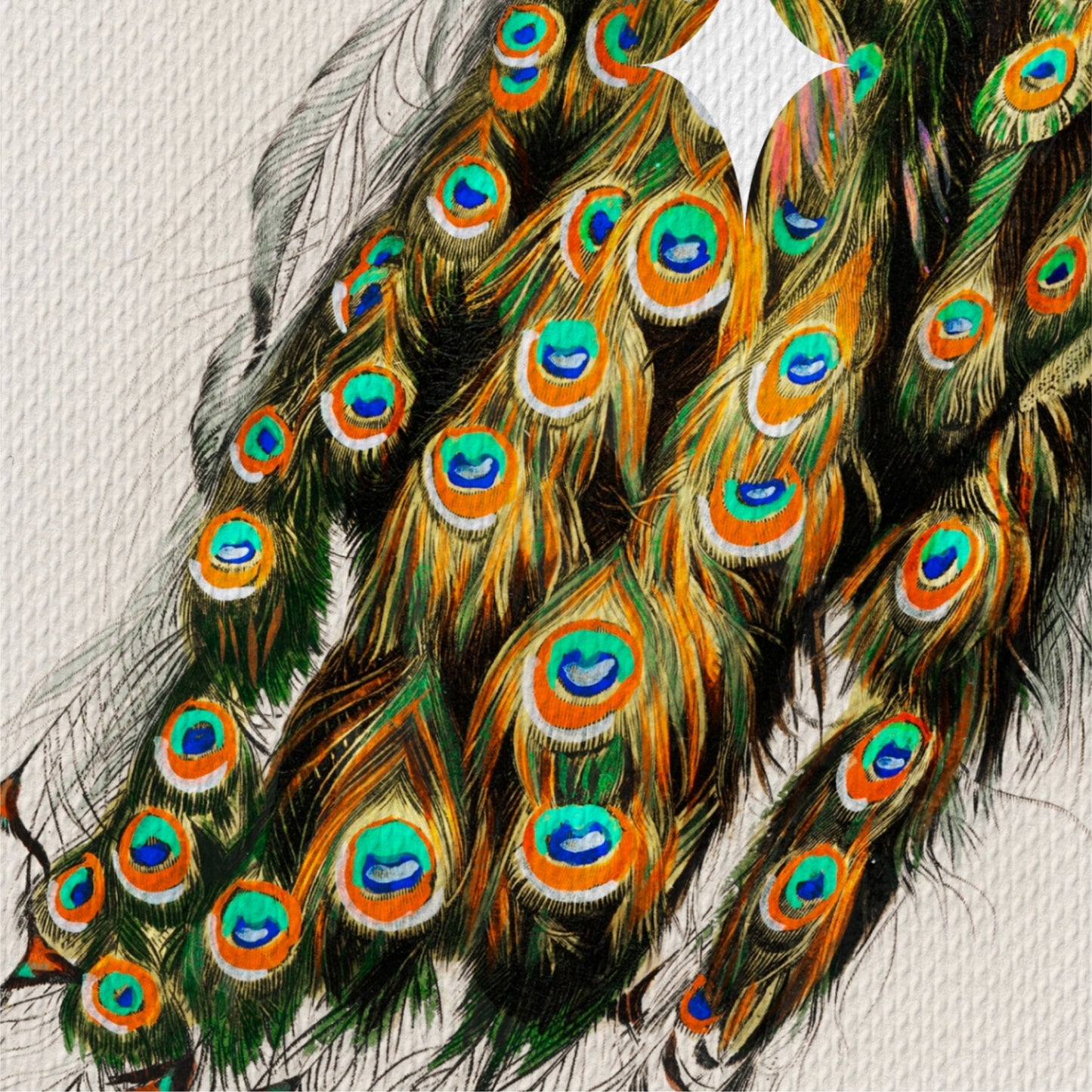 The National Bird Canvas